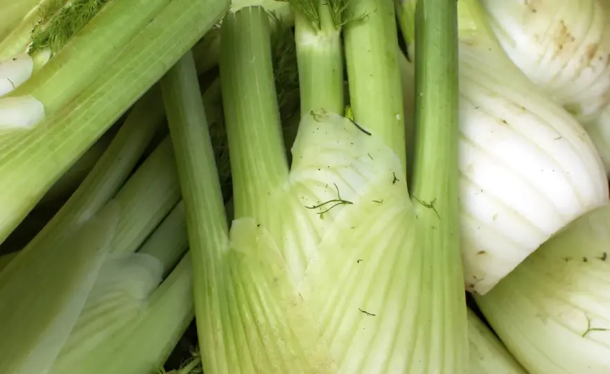 Fenchel einfrieren - so bleibt er lange aromatisch
