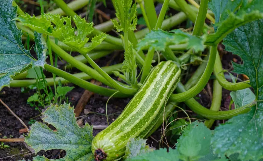 Zucchini-Erntezeit in Deutschland - wann ist der beste Zeitpunkt?