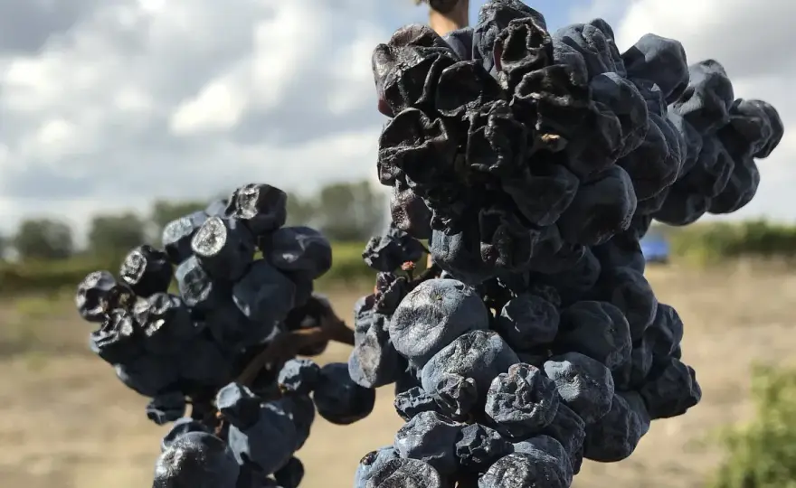 Appassimento erklärt - Amarone, Recioto und passende Speisen