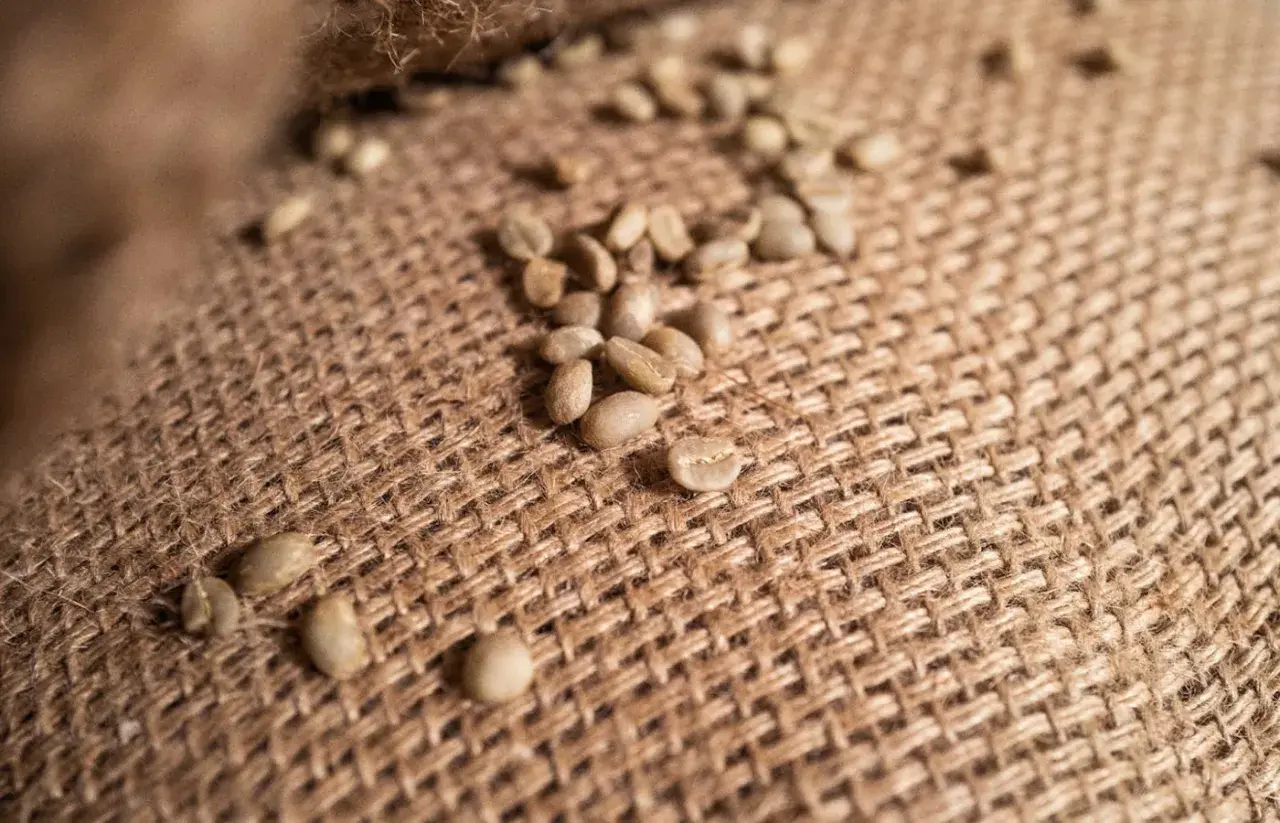 Grüne Kaffeebohnen liegen auf grobem Jute-Gewebe. Sie sind ein Rohprodukt, das bei falscher Lagerung schlecht werden kann.