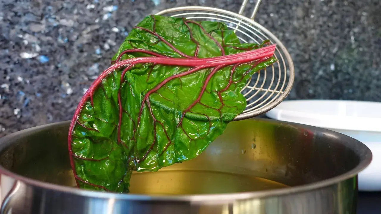 Ein Blatt Mangold mit roten Blattadern wird mit einem Schaumlöffel aus kochendem Wasser gehoben. Das Blanchieren bereitet den Mangold für weitere Zubereitungen vor.