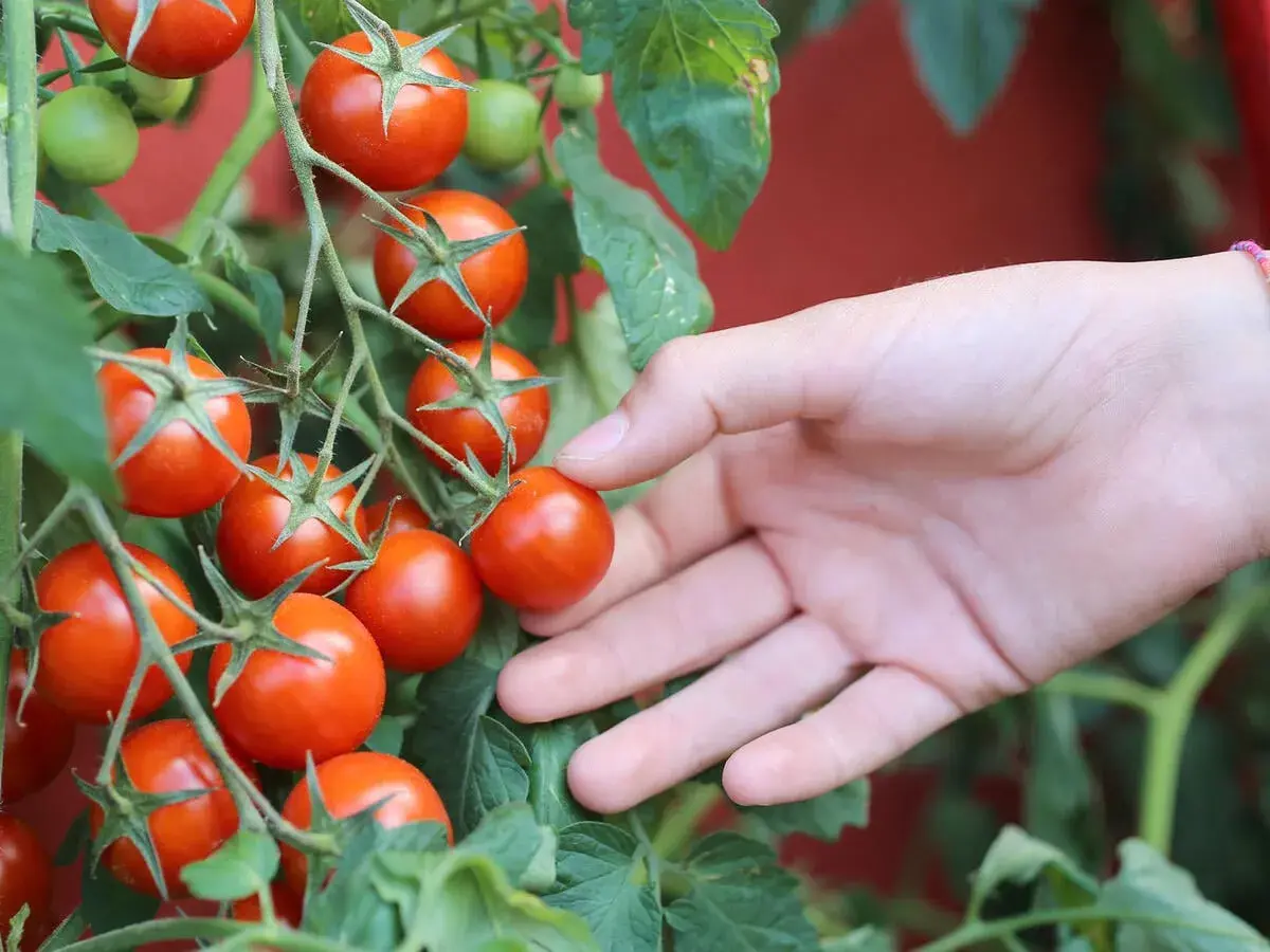 Reife, rote Tomaten hängen an einem Strauch. Eine Hand streckt sich aus, um die verschiedenen Tomaten sorten zu berühren.