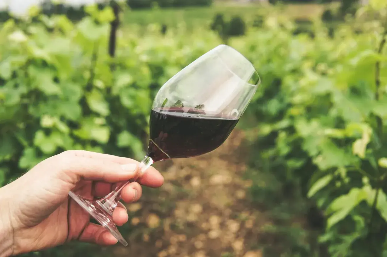 Hand hält Glas mit dunklem, rauchigem Wein vor einer Weinrebenkulisse.