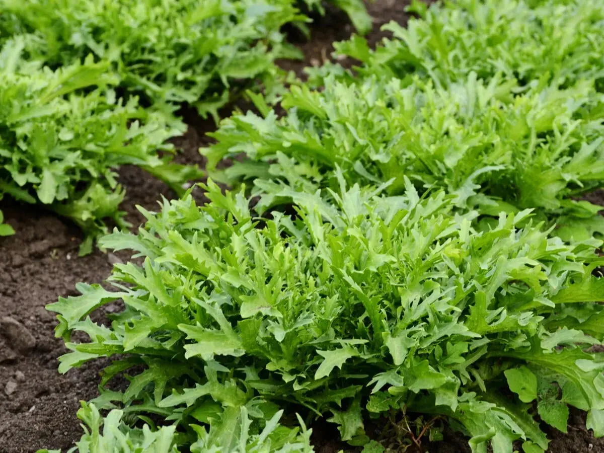 Frischer Endiviensalat wächst im Beet. Die Saison für diesen knackigen Salat hat begonnen.