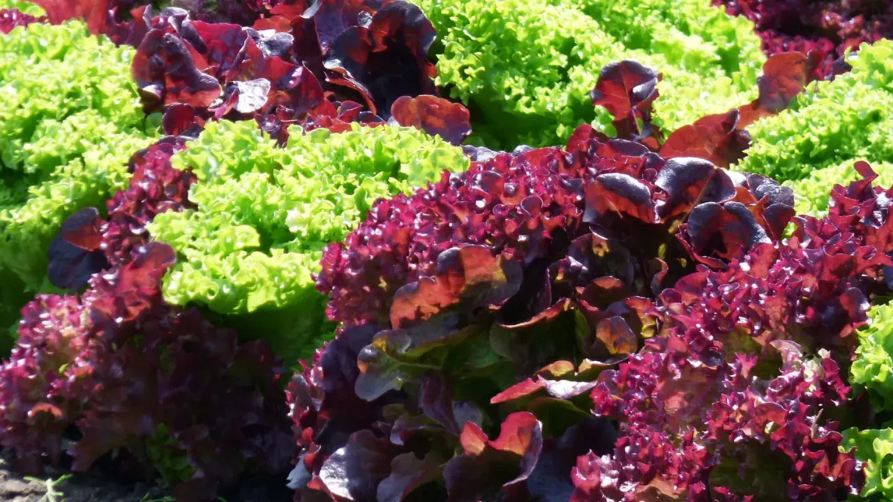 Bunte Salate, darunter dunkelroter Lollo Rosso, wachsen nebeneinander im Sonnenschein.