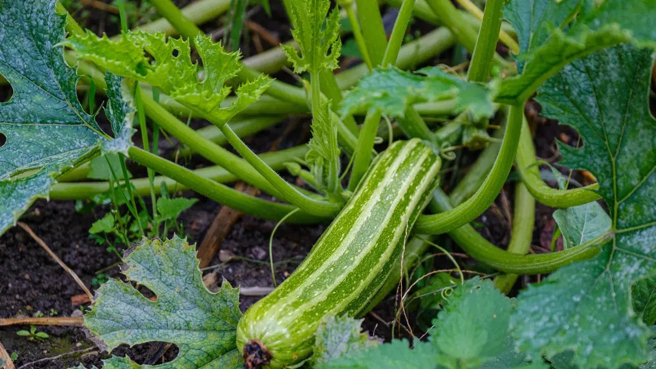 Eine gestreifte Zucchini reift im Garten. Die zucchini saison hat begonnen und die Pflanzen wachsen üppig.