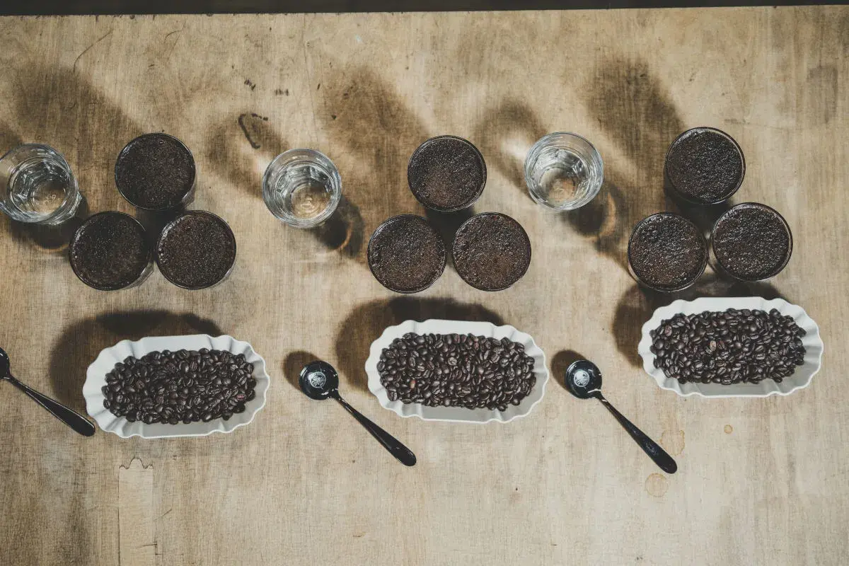 Verkostung von Kaffee: Ganze Bohnen, gemahlener Kaffee und Wasser in Gläsern. Die fermentierten Kaffeebohnen werden in weißen Schalen präsentiert.
