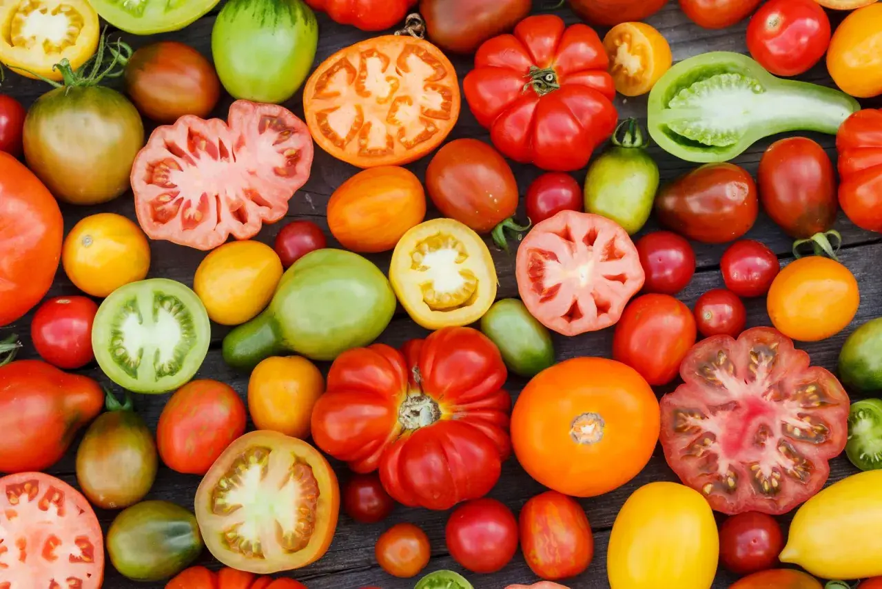 Vielfalt an Tomatensorten: rot, grün, gelb, orange, gestreift und gefüllt. Namen wie Ochsenherz oder Black Krim sind nur einige der vielen köstlichen Tomatensorten.
