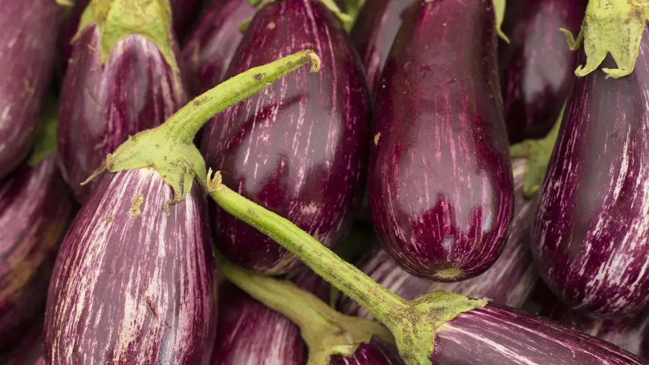 Bunte Auberginen, perfekt für die aubergine saison. Ihre Streifen machen sie zu einem Blickfang.