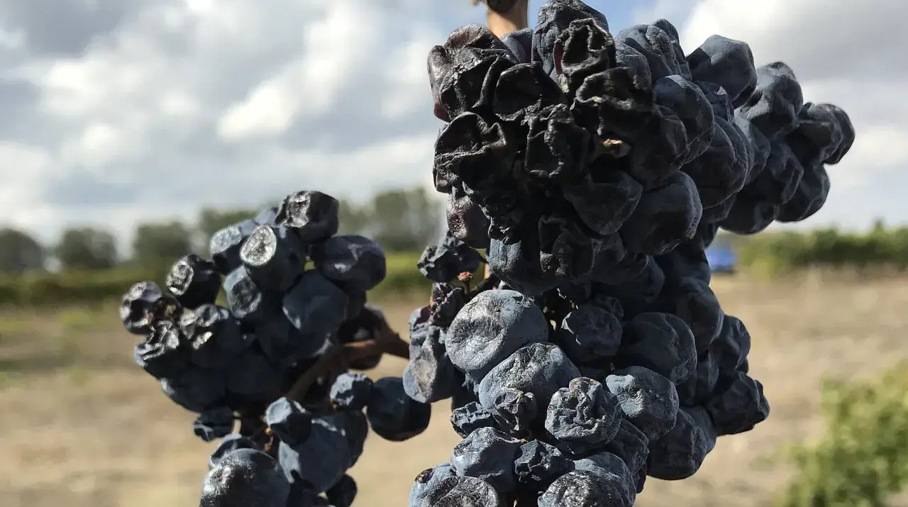 Getrocknete Trauben, die für die Herstellung von Wein aus getrockneten Trauben bestimmt sind, hängen an einem sonnigen Tag im Weinberg.