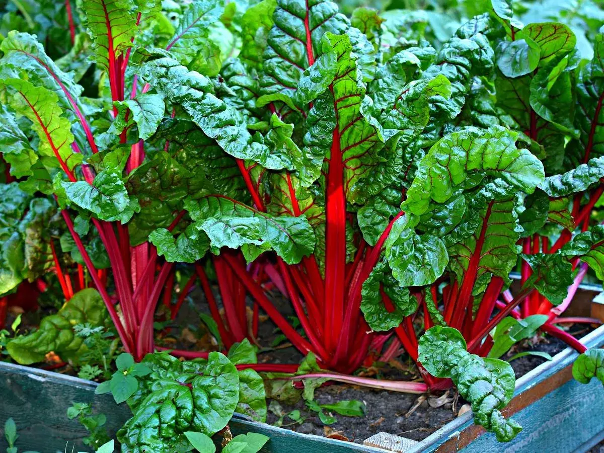 Frischer Mangold mit leuchtend roten Stielen und grünen Blättern im Beet. Ja, kann man Mangold roh essen!