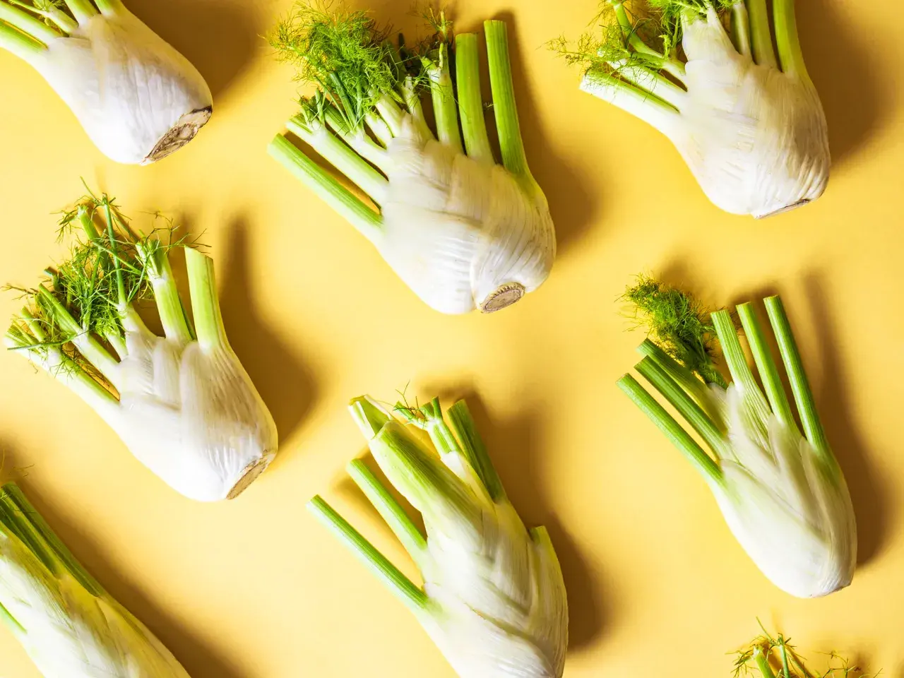 Frischer Fenchel in Hülle und Fülle, ein Zeichen für die Fenchel Saison. Die weißen Knollen mit ihren grünen Stielen und feinen Dolden liegen auf gelbem Untergrund.