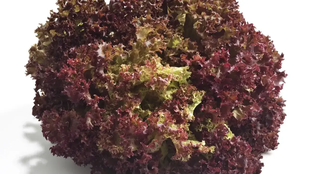 Ein voluminöser Kopf Lollo Rosso Salat mit krausen, dunkelroten und hellgrünen Blättern, der auf weißem Hintergrund liegt.