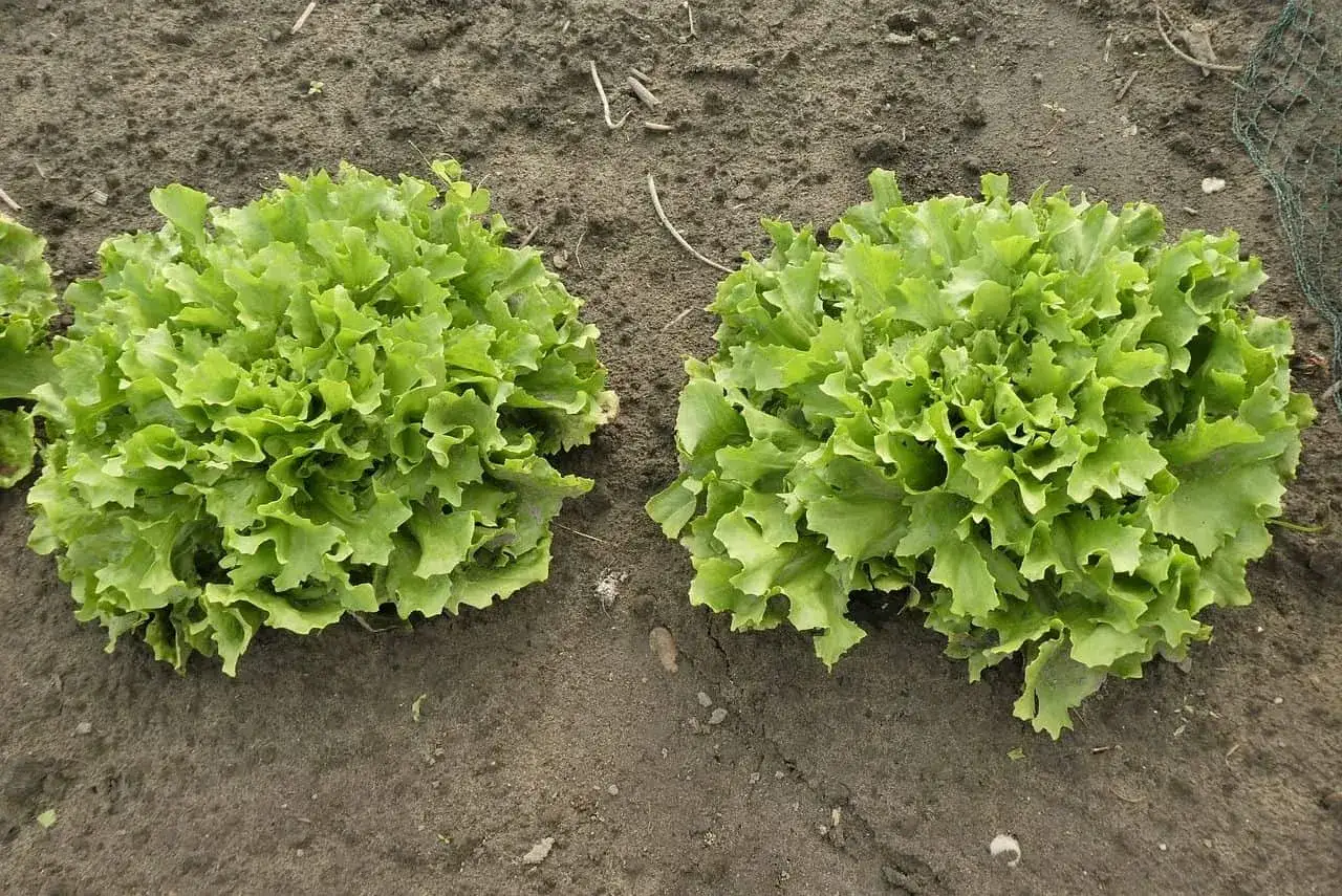 Zwei frische Endivienköpfe wachsen im Beet. Perfekt für die endiviensalat saison.