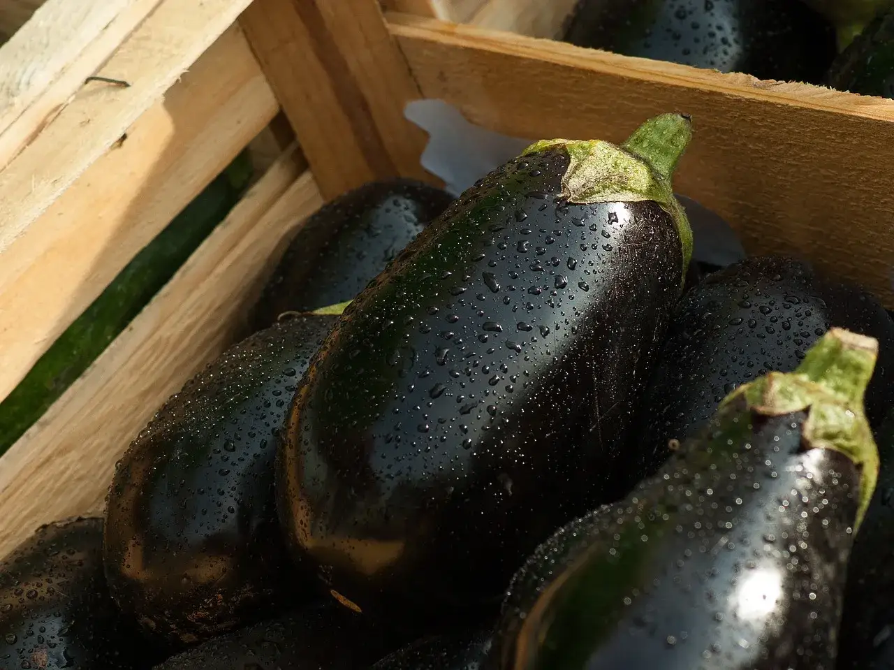 Frisch geerntete Auberginen, glänzend und mit Tautropfen bedeckt, liegen in einer Holzkiste. Perfekt für die aubergine saison.