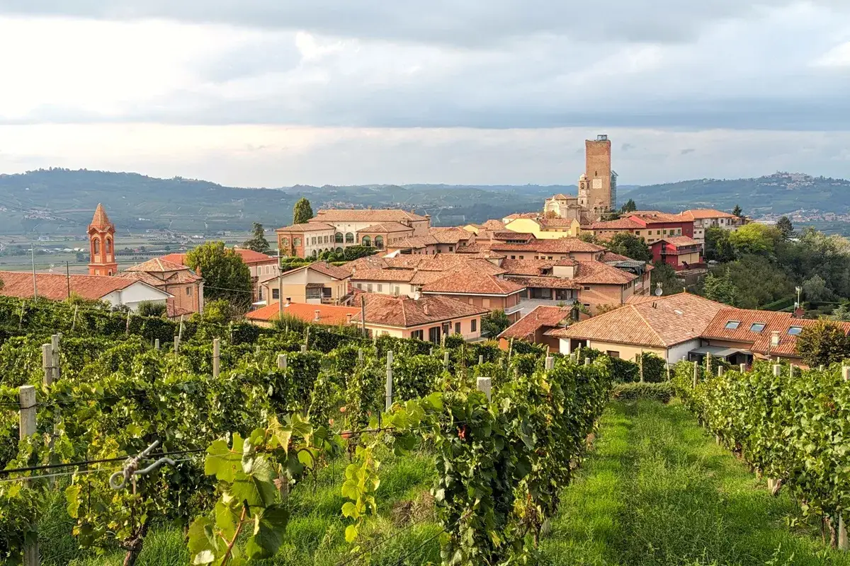 Weinberge der Barbaresco Rebsorte mit malerischem Dorf und Turm im Hintergrund.