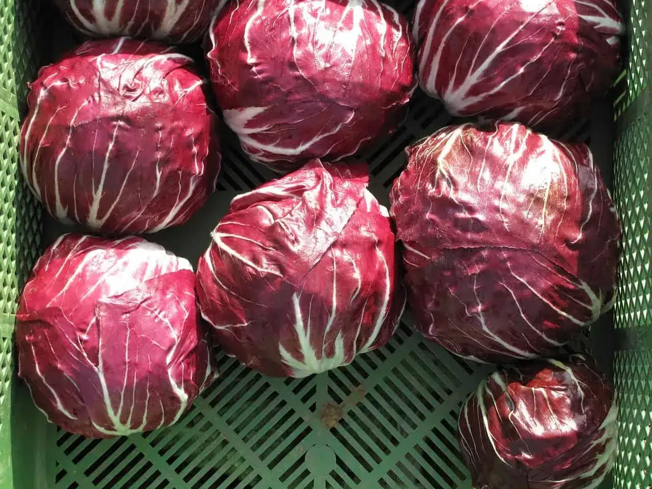 Frischer Radicchio in einer grünen Kiste. Die tiefroten Blätter mit weißen Adern sind bereit für die Radicchio Saison.