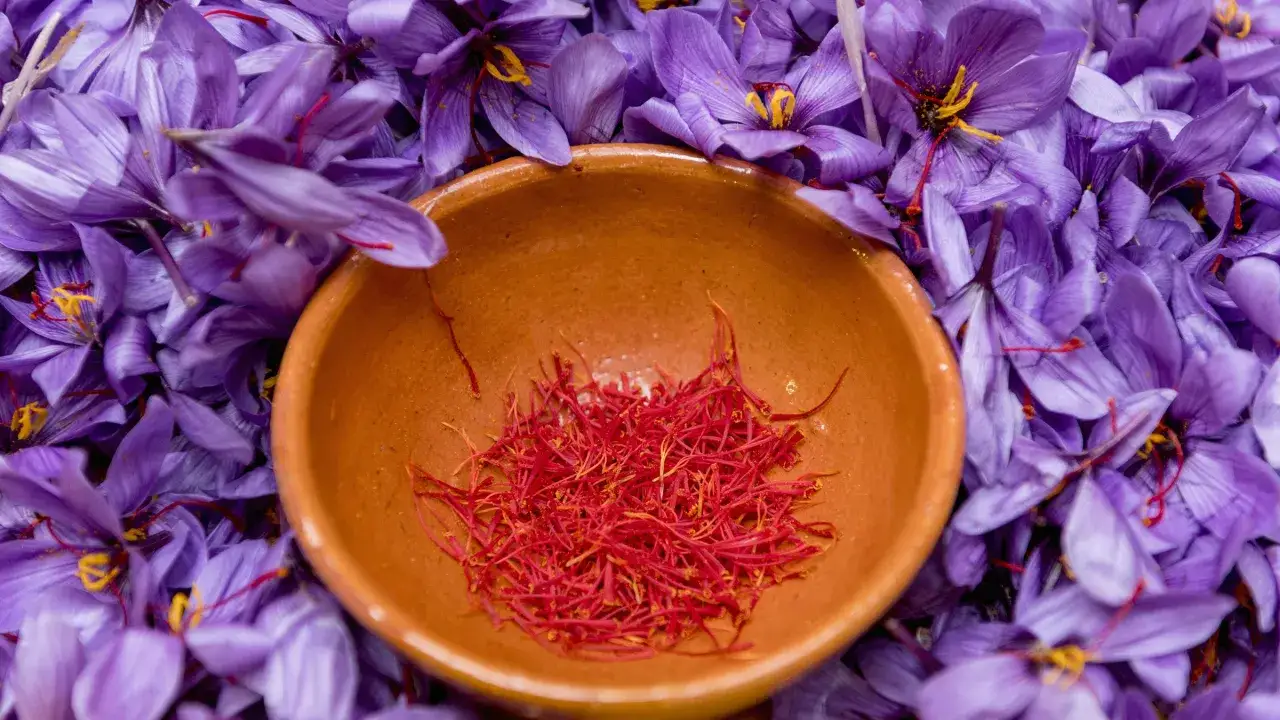 Ein Keramikschälchen mit roten Safranfäden, umgeben von violetten Krokusblüten. Der intensive Safran Geschmack beginnt hier.