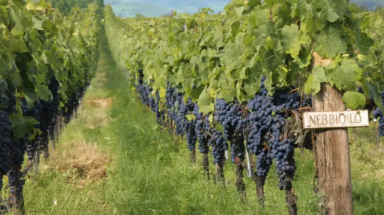 Reife, dunkle Nebbiolo Trauben h&auml;ngen in Reihen an Rebst&ouml;cken in einem sonnigen Weinberg.