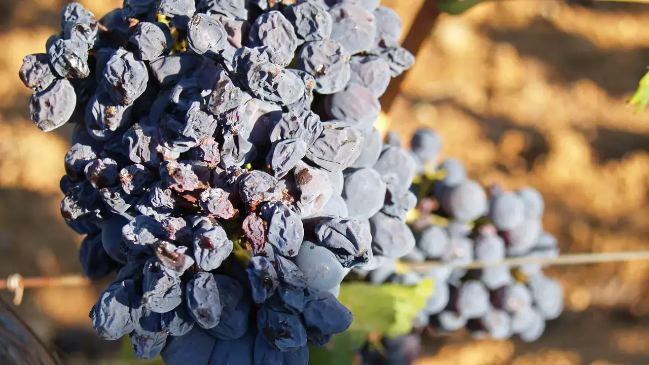 Reife, getrocknete Trauben, die für die Herstellung von Wein aus getrockneten Trauben bestimmt sind.