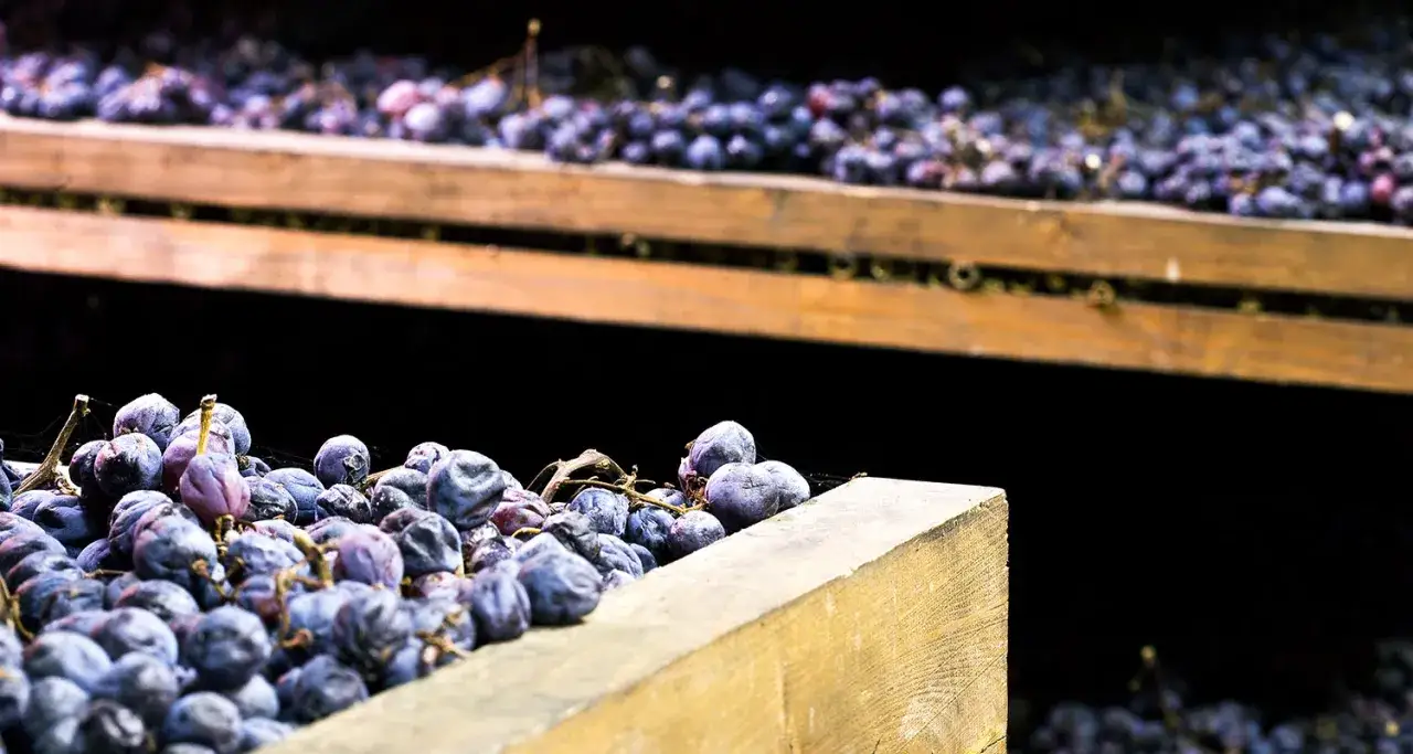 Getrocknete Trauben auf Holzb&ouml;den &ndash; die Basis f&uuml;r Amarone. Was ist Amarone? Ein intensiver Rotwein aus Italien.