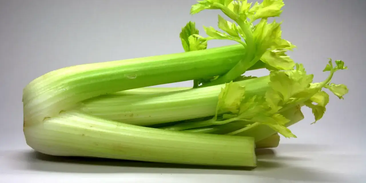 Frischer Sellerie, perfekt für die sellerie saison. Knackige Stangen mit zarten Blättern.