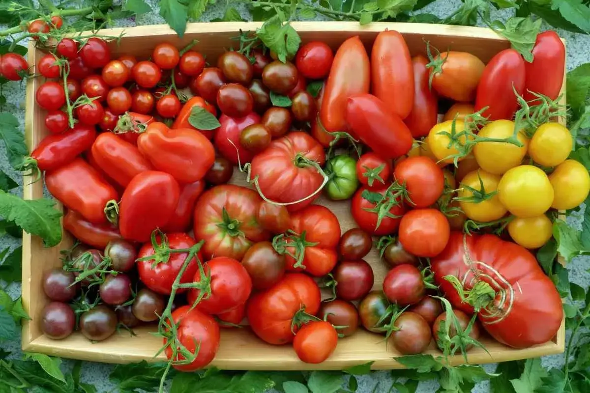 Vielfalt an Tomaten: rote, gelbe und dunkle Tomatensorten in einer Holzkiste.