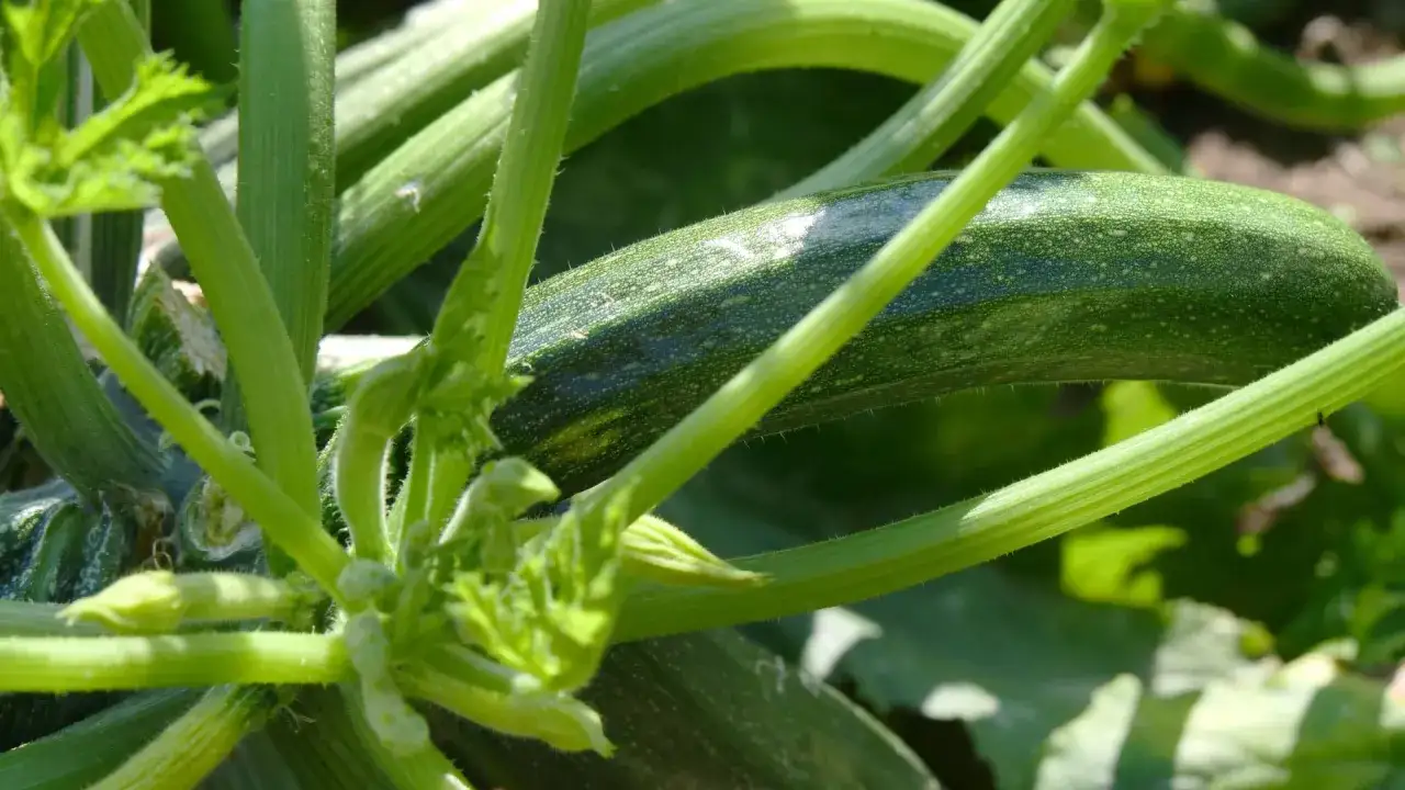 Gr&uuml;ne Zucchini reifen im Sonnenschein. Die zucchini saison hat begonnen und die Pflanzen sind voller Leben.